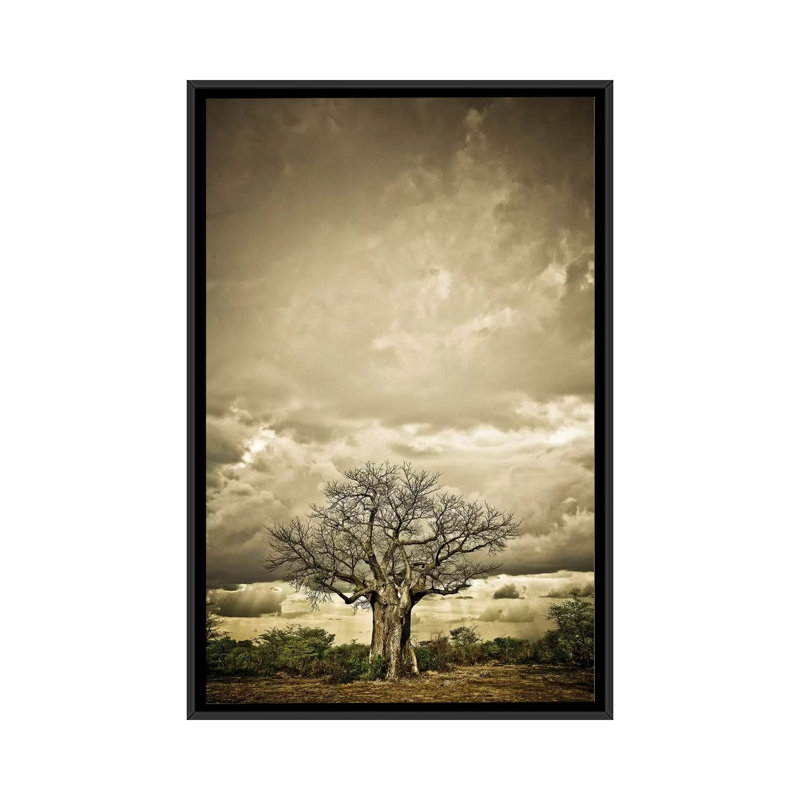 Baobab Hierarchy IV by Klaus Tiedge - Print on Canvas, 66.04 cm H x 45.72 cm W, Black Framed