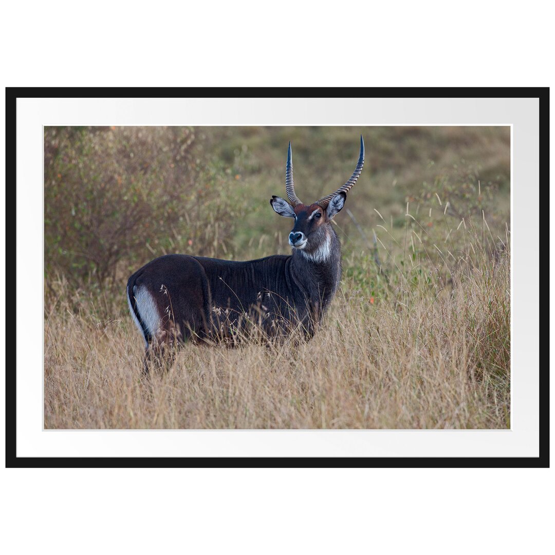 Gerahmtes Poster Ausgewachsene Dorkasgazelle