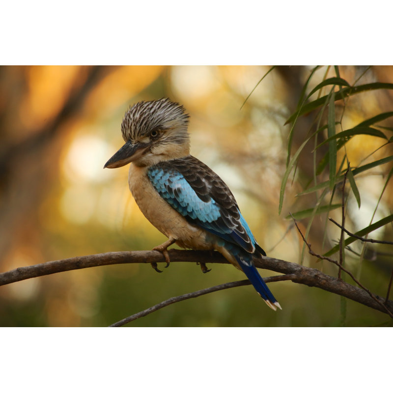 Kookaburra by Dangermoose - Wrapped Canvas Print, 81 cm H x 122 cm W