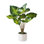  Calathea Plant In Planter, 6" Diameter & 25" Tall