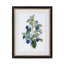 Summer Flower Framed Prints