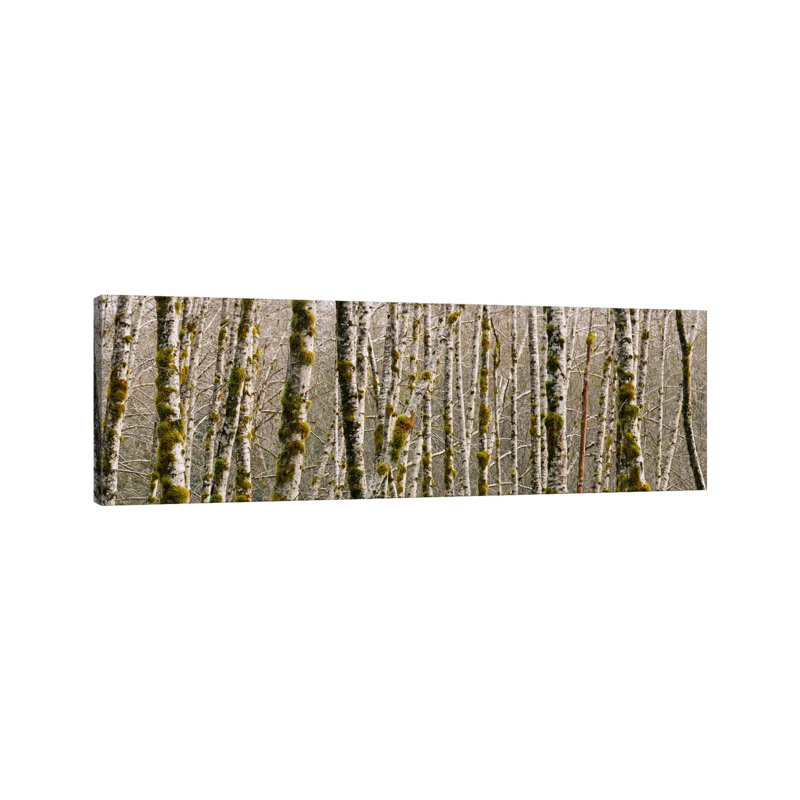 Trees In The Forest, Red Alder Tree, Olympic National Park, Washington State, USA - Wrapped Canvas Panoramic Print