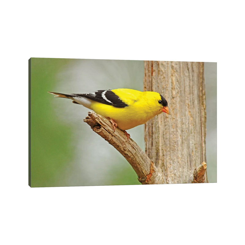 Forest Gold by Brian Wolf - Wrapped Canvas Print, 20.32cm H x 30.48cm W x 1.91cm D