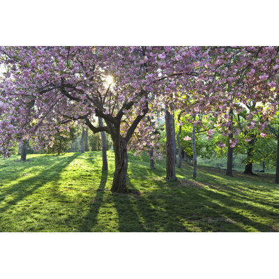 Prunus Serrulata - Photographie sur toile tendue