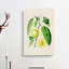 Prune Fruit Illustration - Wrapped Canvas-55329794