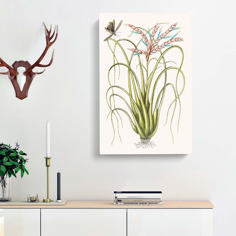 Locust Upon Wild Pine by Mark Catesby - Wrapped Canvas Print, 50cm H x 35cm W x 3cm D