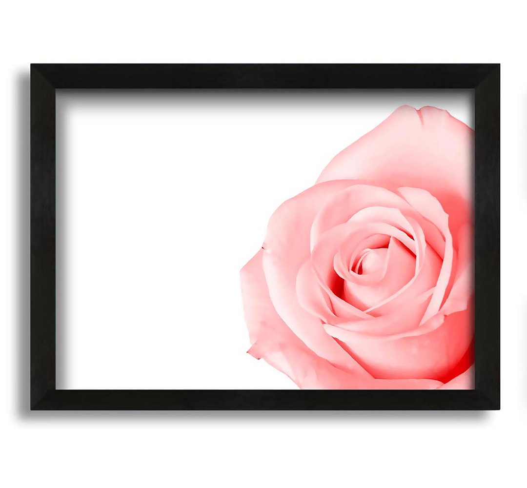 Gerahmtes Leinwandbild Baby Pink Rose