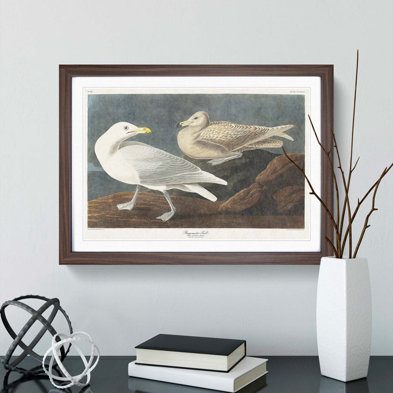 Burgomaster Gulls by John James Audubon - Picture Frame Art Print, 48cm H x 65cm W x 2cm D, Walnut Framed