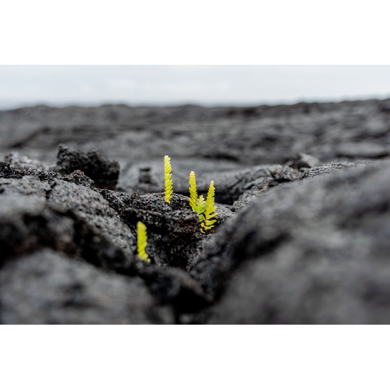 Fresh Plant Growing - Wrapped Canvas Print, 30cm H x 46cm W
