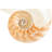 Nautilus Shell Section_534322136-846729972