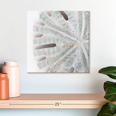 Brampt Florida Sand Dollar IV