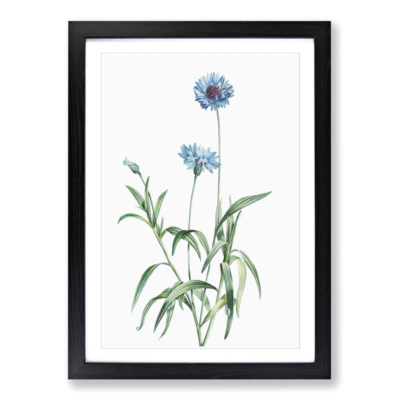 Cornflowers in Blue by Pierre-Joseph Redoute - Picture Frame Painting Print, 65cm H x 48cm W x 2cm D, Black Framed
