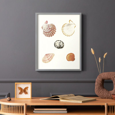 Pastel Knorr Shells VIII Framed Print - Solid Wood