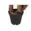 125cm Faux Banana Leaf Plant in Pot
