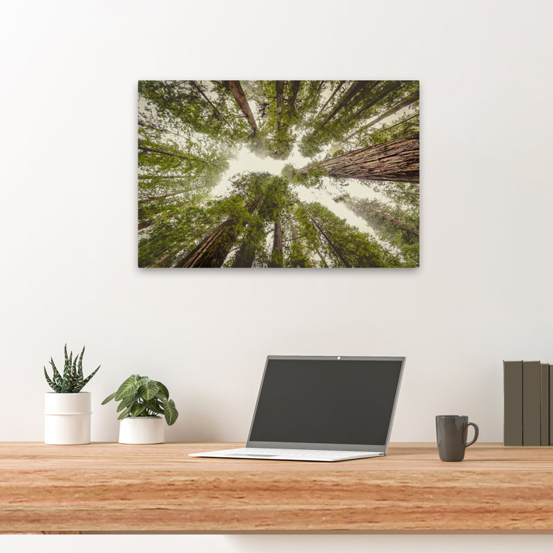 Redwood National Park, forêt, paysage, paysage, forêt, photographie, art vertical, contemporain, H 24 po x l 16 po