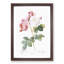 Damask Roses in Pink by Pierre-Joseph Redoute - Picture Frame Painting Print-55491076-55491077