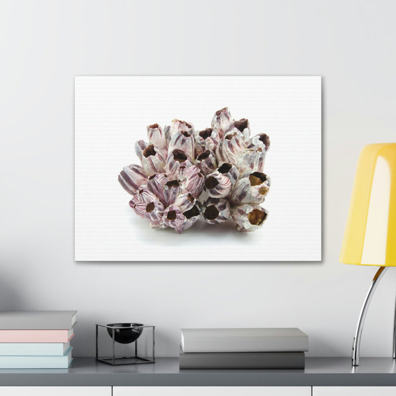 Barnacle coquillage isolé sur fond blanc à l'intérieur d'art mural