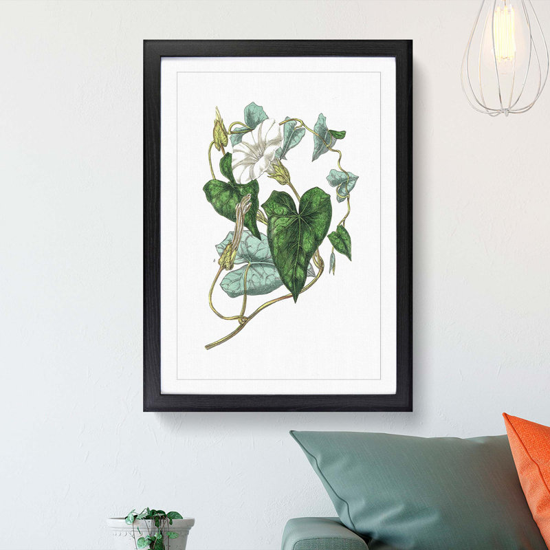 Bindweed Illustration - Single Picture Frame Painting, 45cm H x 33cm W x 2cm D, Black Framed