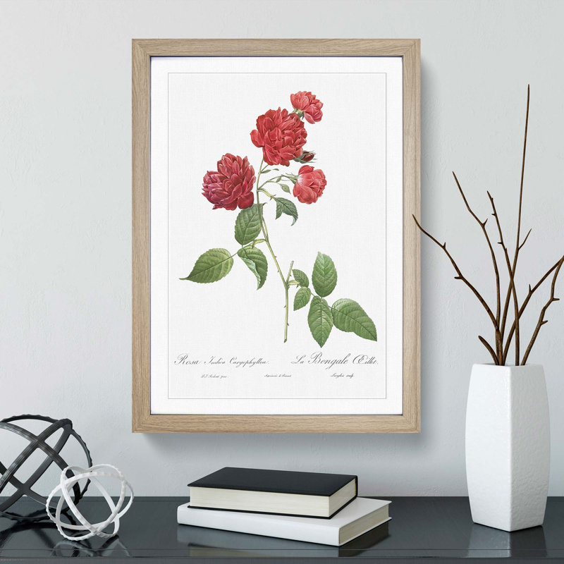 Red Cabbage Rose by Pierre-Joseph Redoute - Picture Frame Painting Print, Oak Framed, 36cm H x 27cm W x 2cm D