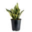 Live Snake Plant in Nursery Pot-67315351-67315352