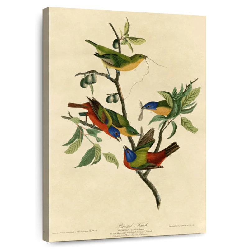 Brampt Painted Finch, 36" H x 24" W