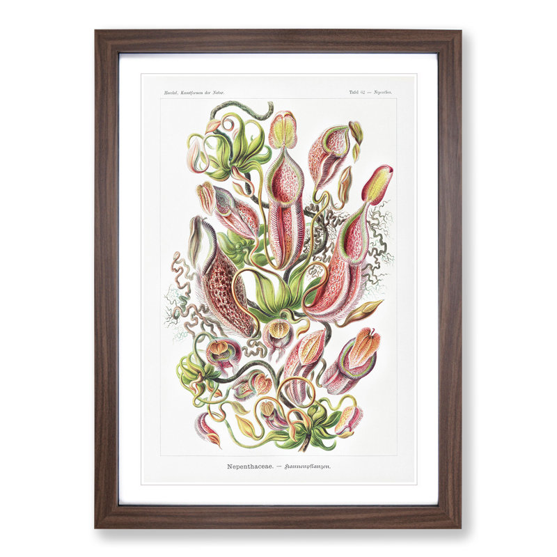 Pitcher Plants by Ernst Haeckel - Framed Print, 36cm H x 27cm W x 2cm D, Walnut Framed