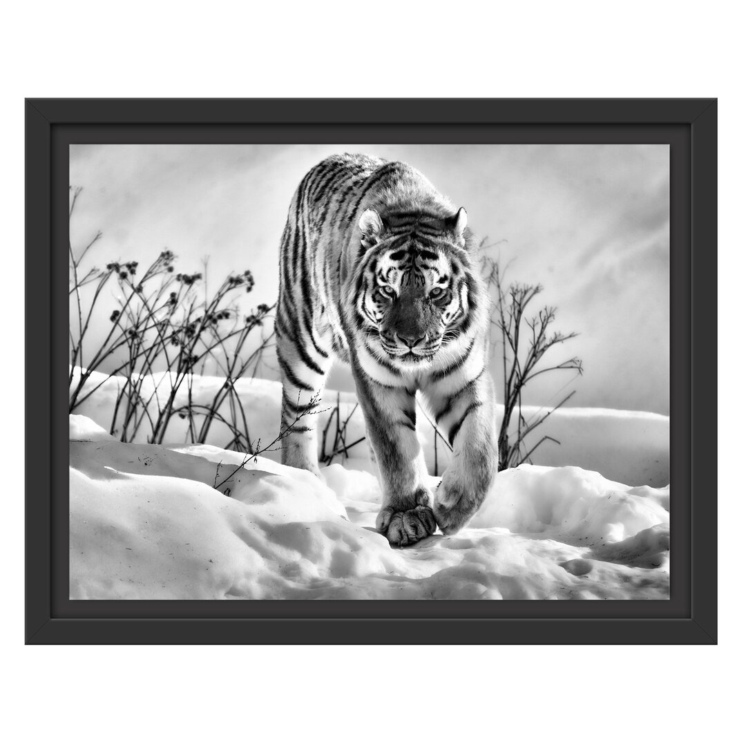 Gerahmtes Wandbild Tiger, Schnee