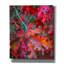  «Autumn Oak Leaves» par Danny Head, art mural sur toile, 20 po x 24 po