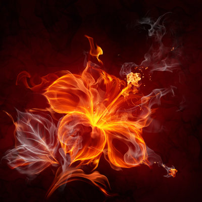 Fleur de feu - impression sur toile tendue