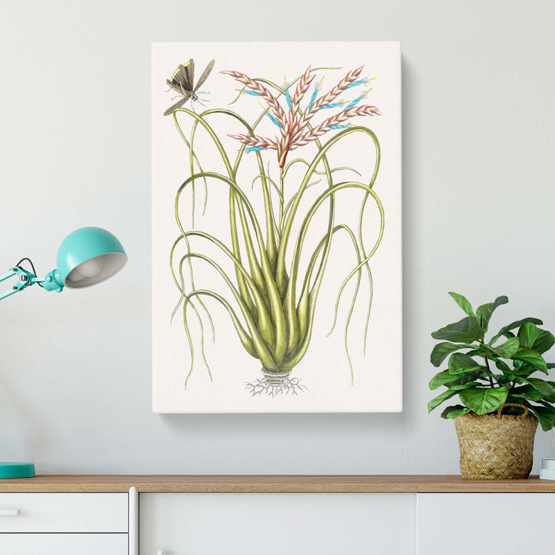 Locust upon Wild Pine by Mark Catesby - Wrapped Canvas Art - Wrapped Canvas, 50cm H x 35cm W x 3cm D
