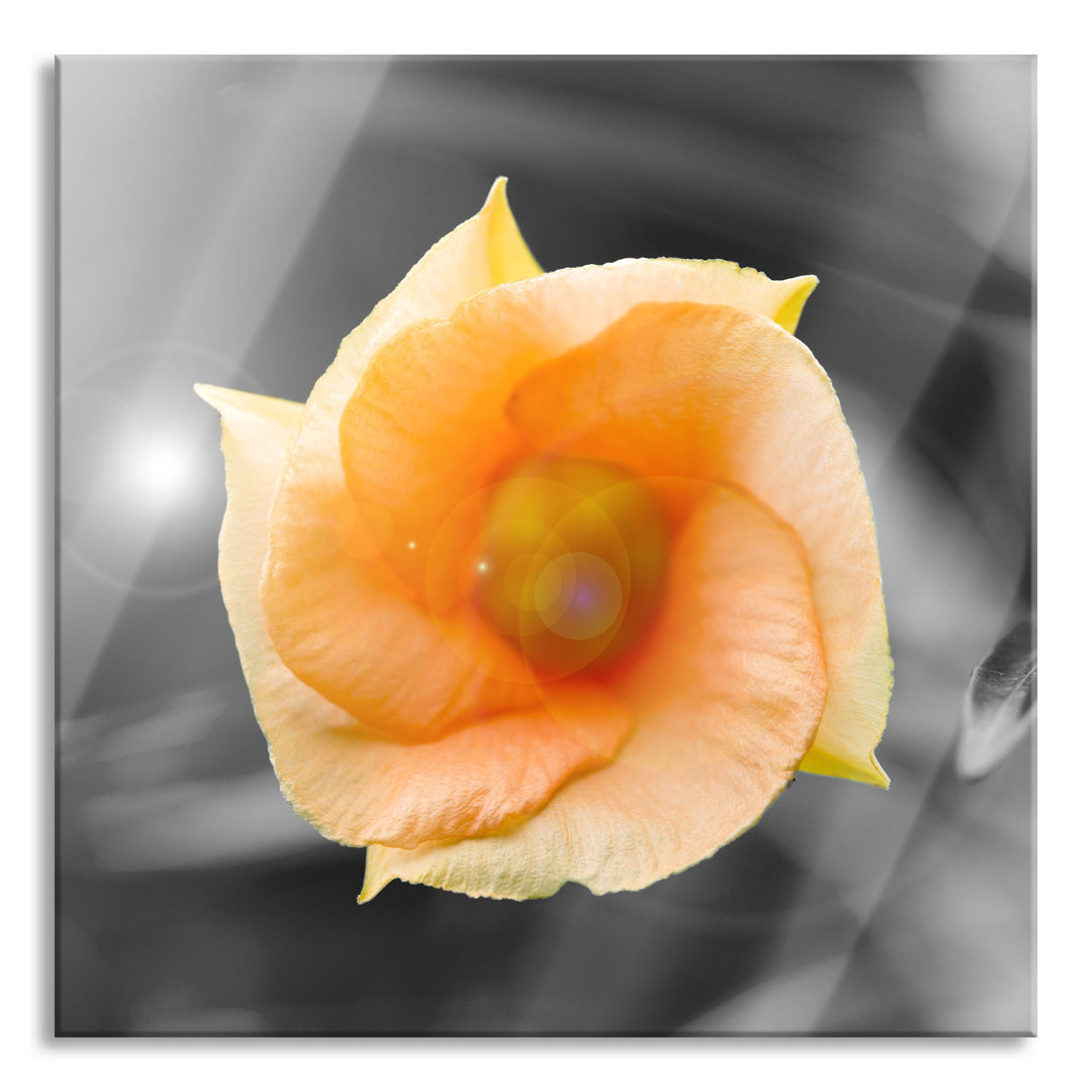 Glasbild Orange Blume im Sonnenlicht