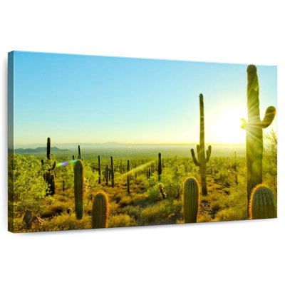 Cactus Harnek Sunny Arizona