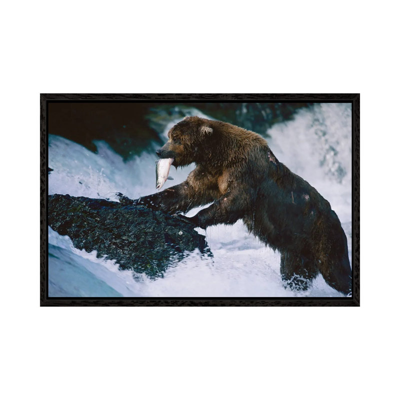 A Grizzly Bear Fishes For Salmon At Brooks Falls In Alaska‚ Katmai National Park by Joel Sartore - Gallery-Wrapped Canvas Giclée on Canvas