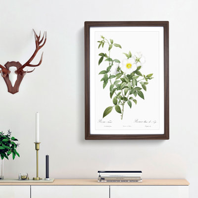Cherokee Rose in White by Pierre-Joseph Redoute - Picture Frame Painting Print
