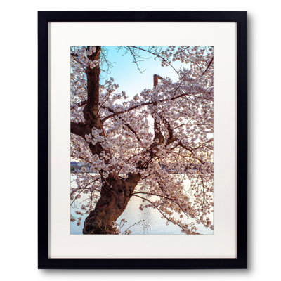 Cherry Blossom Dream Print by Scott Wurzel