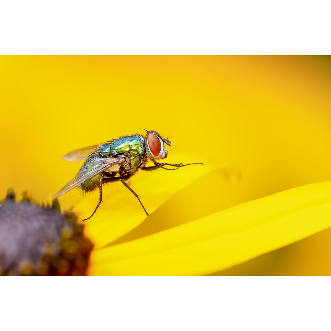 Grüne Calliphoridae Fliege von Luc Pouliot - Kunstdrucke auf Leinwand