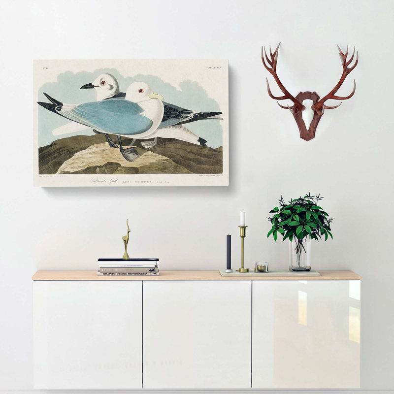 Two Kittiwake Gulls by John Audubon - Wrapped Canvas Painting, 50cm H x 76cm W x 3cm D