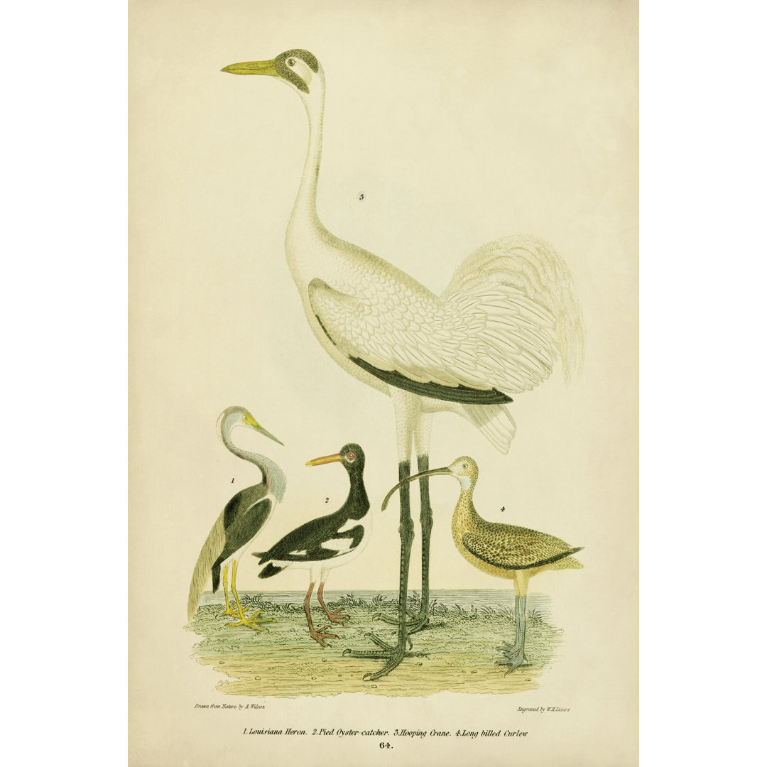 Leinwandbild Antique Crane and Heron von Alexander Wilson