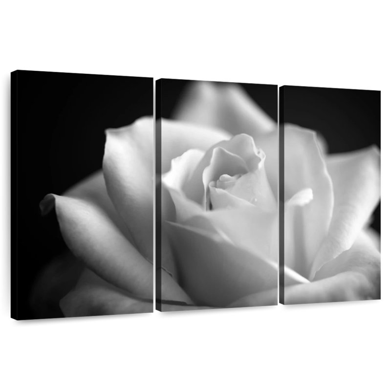 Rose blanche Harnek BW, H 28 po x l 45 po