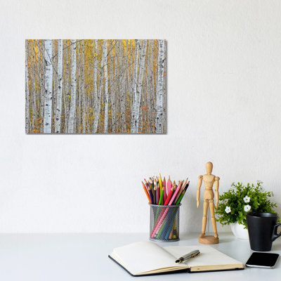 Birch Forest by Brian Wolf - Wrapped Canvas Print