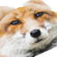 Coussin Fox Head