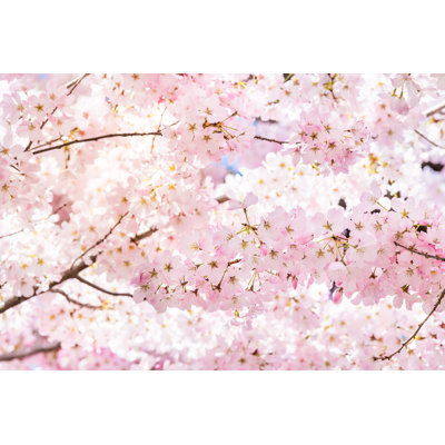 Pink Cherry Blossoms - Wrapped Canvas Print