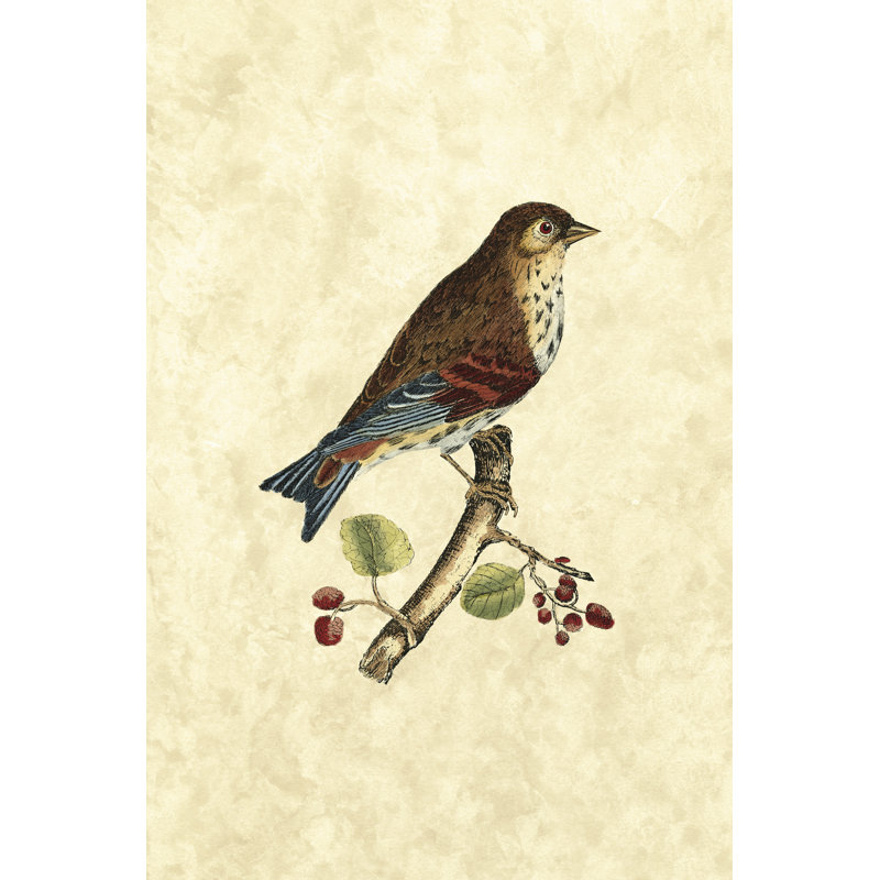 Selby Birds III - Wrapped Canvas Painting, 91cm H x 61cm W x 3.8cm D