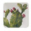 Cactus Verde Set of 4 Canape Plates 6in 4 asst.