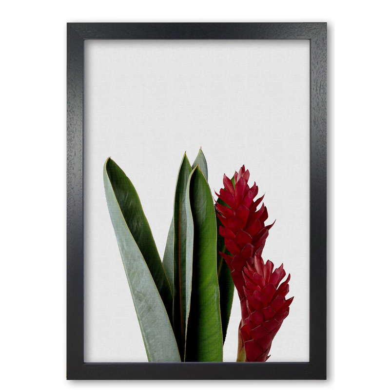 Red Flower - Print, 85 cm H x 60 cm W x 5 cm D, Black Grain Frame