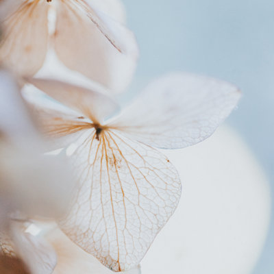 «Pastel Dry Hydrangea» par Claudia Casal - reproduction