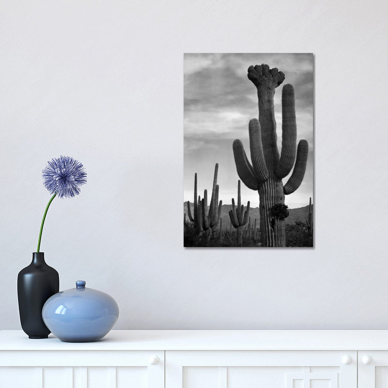 Saguaros, Saguaro National Monument by Ansel Adams - Print on Canvas, Wrapped Canvas, 101.6 cm H x 66.04 cm W x 3.175 cm D