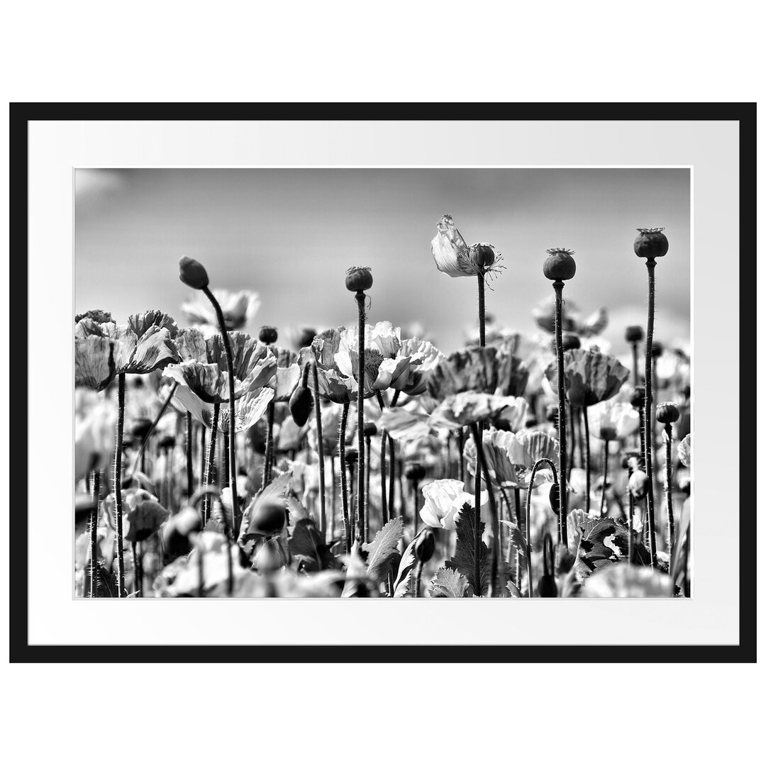 Gerahmtes Poster Blumenwiese Mohnblumen