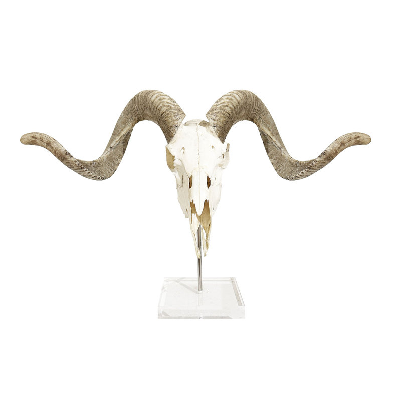 Polished African Merino Full Skull on Lucite Stand