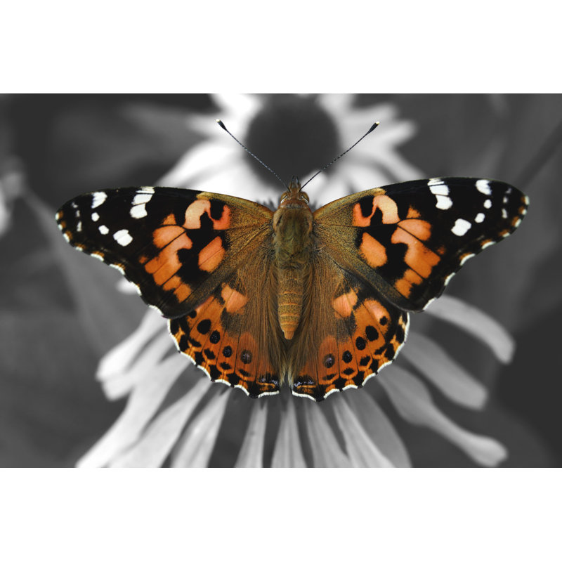 Welling Painted Lady - Wrapped Canvas Print, 30cm H x 46cm W x 3.8cm D